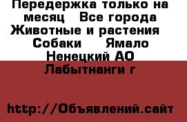 Передержка только на месяц - Все города Животные и растения » Собаки   . Ямало-Ненецкий АО,Лабытнанги г.